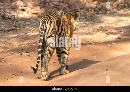 Un jeune tigre marchant en arrière dans la forêt en Inde, Madhya Pradesh, avec l'empreinte de son patte Banque D'Images