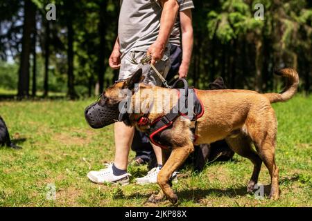 Berger belge, déchargement, pour une promenade dans la forêt. Photo de haute qualité Banque D'Images