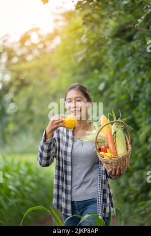 Belle jeune brunette Portrait femme Famer main tenant des légumes dans le panier de bambou sur la plante verte d'agriculture au coucher du soleil arrière-plan, frais organiques Banque D'Images