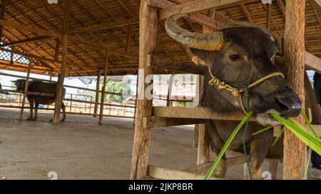 A beautiful shot of two carabao buffaloes standing in the barn and one of them is eating on a sunny day Stock Photo