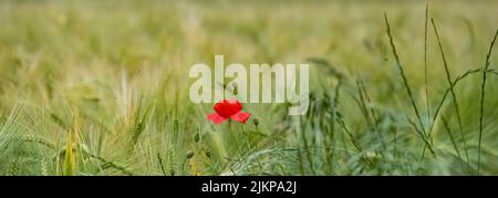 Deux coquelicots fleurir dans un champ de blé au printemps, fond coloré Banque D'Images
