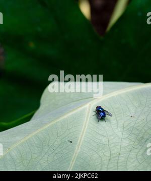 Calliphora vomitoria, connu sous le nom de bouteille bleue volent sur une feuille verte dans un jardin indien. Uttarakhand Inde. Banque D'Images