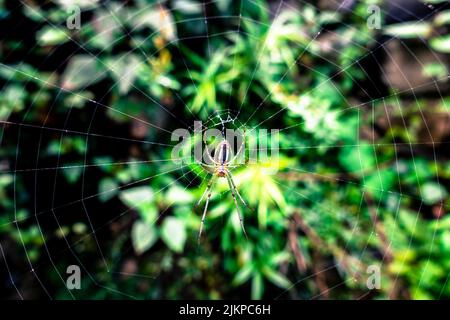 Une araignée Mabel Orchard Orb weaver Leucauge Argyra assise au centre de son cercle de toile cobb dans un jardin indien. Banque D'Images