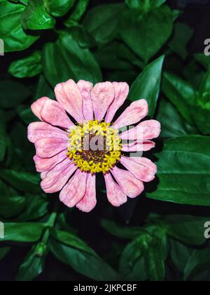 Gros plan vertical d'une fleur rose de Zinnia elegans Banque D'Images
