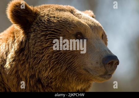 Gros plan d'un grizzli dans un zoo pendant la journée Banque D'Images