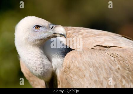 Gros plan sur un vautour griffon dans le zoo de Madrid, en Espagne Banque D'Images