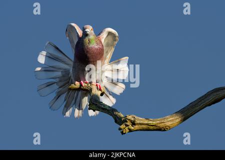 A close-up shot of a pigeon with an open tail sitting on a branch in the background of sky. Stock Photo