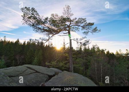 A single pine tree grows on a rock and there is a dense forest below Stock Photo