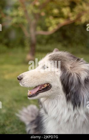 Un magnifique chien Husky sibérien se trouve sur une pelouse verte pendant la saison chaude. Gros plan Banque D'Images