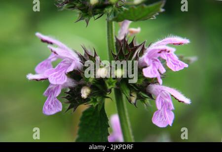 Gros plan sur les fleurs violettes de Ballota nigra Banque D'Images