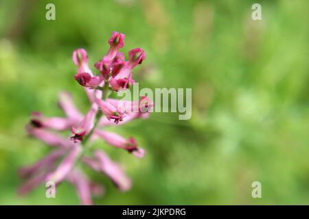 Fumée fumante commune ou fumée de drogue ou de terre (Fumaria officinalis) fleurs violettes sur fond vert Banque D'Images
