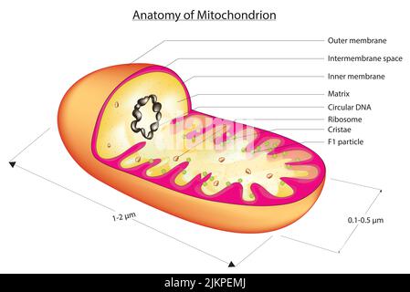 Anatomie des mitochondries Banque D'Images