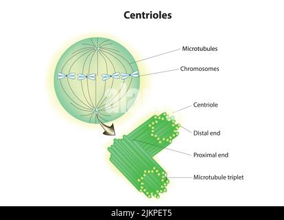 Anatomie des centrioles Banque D'Images