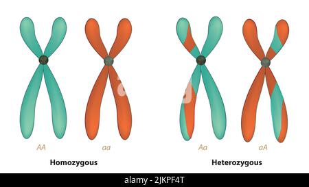 chromosomes homologues et chromosomes hétérologues Banque D'Images