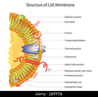 Structure de la membrane cellulaire Banque D'Images