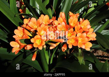 A closeup of the bush lily flowers growing in the garden with sunlights on it Stock Photo