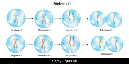 Stades de la méiose ii Banque D'Images