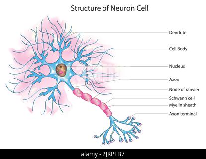Structure de la cellule neurone Banque D'Images
