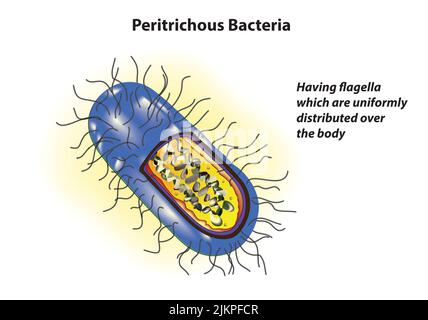 Anatomie des bactéries péritrichous Banque D'Images