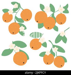 Oranges sur branche avec fleurs et feuilles dessinées à la main ensemble simple. Collection d'illustrations vectorielles de fleurs d'agrumes. Bouquet exotique de fruits frais tropicaux Illustration de Vecteur