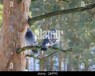 A close-up shot of two pigeons sitting on a tree branch. Stock Photo