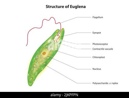 Structure Euglena Banque D'Images