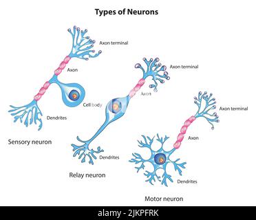 Types de neurones Banque D'Images