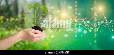 Technologies agricoles pour la culture des plantes et recherche scientifique dans le domaine de la biologie et de la chimie de la nature. Le vert vivant pousse dans les mains d'un agriculteur. Fond numérique organique. Photo de haute qualité Banque D'Images