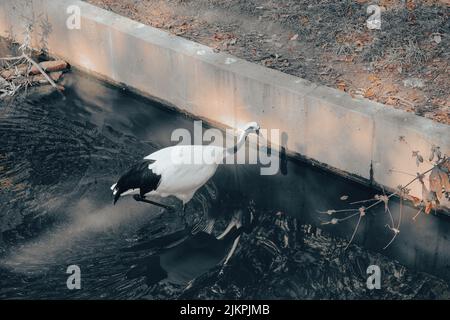 Un gros plan d'un adorable petit oiseau de grue à couronne rouge à la recherche de nourriture dans un étang dans le zoo de Cincinnati Banque D'Images