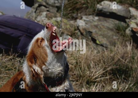 Eau potable pour chien provenant d'une bouteille en plastique Banque D'Images