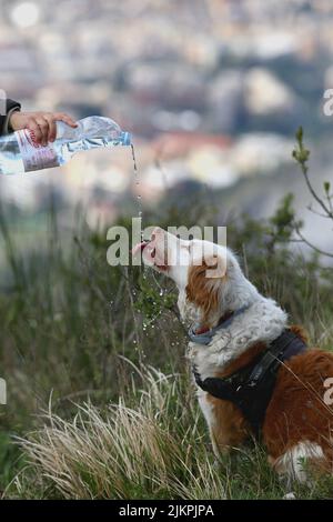 Eau potable pour chien provenant d'une bouteille en plastique Banque D'Images