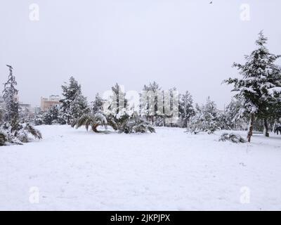 Paysage hivernal de pins enneigés Banque D'Images