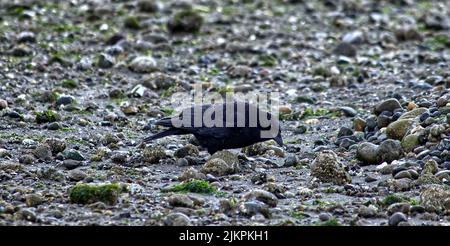 A black crow perched on the ground Stock Photo