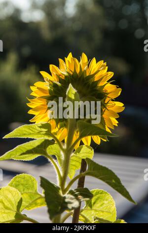 tournesol en gros plan Banque D'Images