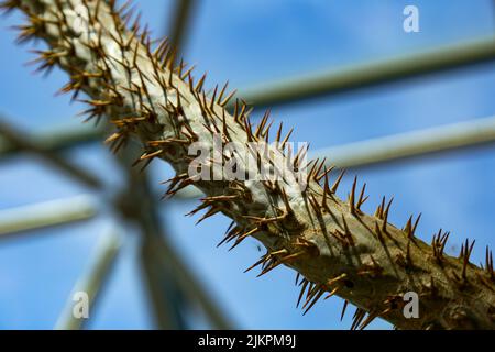 Un gros plan d'une plante succulente cactus avec des pickles sous la lumière du soleil Banque D'Images