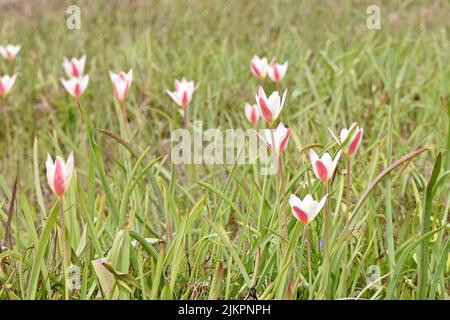 gros plan sur le bouquet de fleurs sauvages rouges blanches avec des feuilles de plantes et vertes dans le fond naturel de la forêt. Banque D'Images