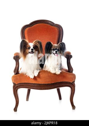Papillon dog in front of white background Banque D'Images