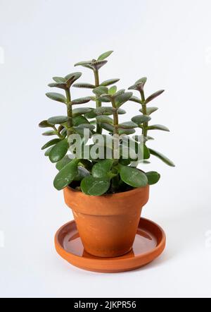 Plan vertical d'une plante de jade en pot de crassula ovata isolée sur fond blanc Banque D'Images