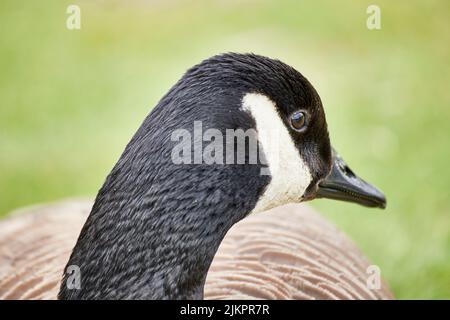 A closeup of a goose's head looking aside against the green grass in a field Stock Photo