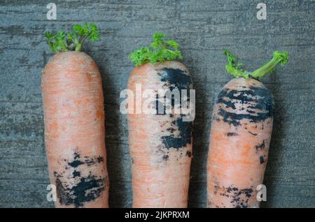 A closeup shot of three sprouted carrots with black root rot on a rough surface Stock Photo