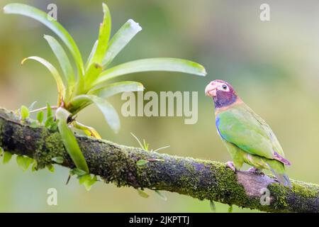 Perroquet à capuchon brun (Pyrilia haematotis) perchée sur une branche avec bromélie dans la forêt tropicale humide, au Costa Rica. Banque D'Images