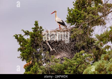 Une cigogne distinctive dans son nid fait de branches sur un arbre dans le Portugal rural Banque D'Images