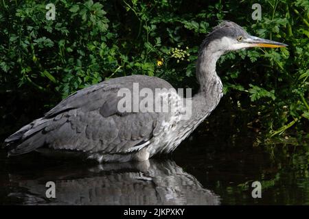 FOURRAGER DE L'HÉRON GRIS (Ardea cinerea), Royaume-Uni. Banque D'Images