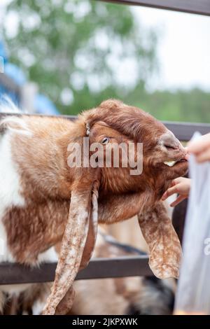 Une chèvre brune aux oreilles longues regarde la clôture et les gens la nourrissent. Race nubienne de chèvre. Portrait amusant de chèvre brun à longues oreilles anglo-nubiennes Banque D'Images