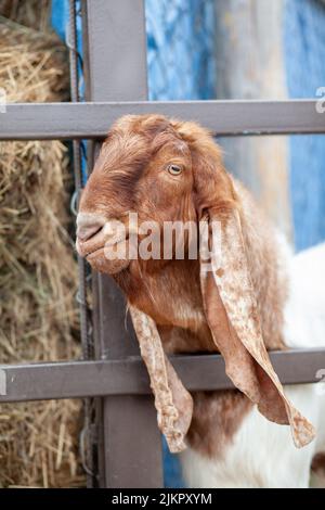 Une chèvre brune aux oreilles longues regarde la clôture et les gens la nourrissent. Race nubienne de chèvre. Portrait amusant de chèvre brun à longues oreilles anglo-nubiennes Banque D'Images