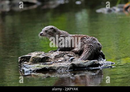 OTTER rivière, Royaume-Uni. Banque D'Images