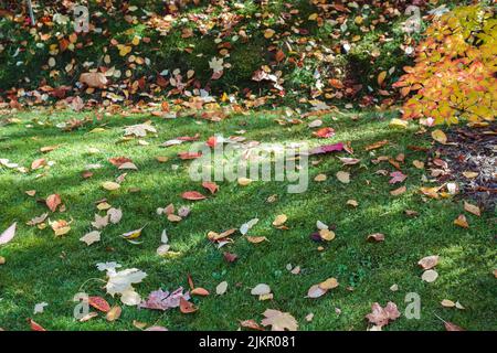 Atcolonne rouge et jaune feuilles tombées sur l'herbe verte. Paysage ensoleillé en plein soleil avec ombre. Jardinage pendant la saison d'automne. Nettoyage de la pelouse des feuilles Banque D'Images