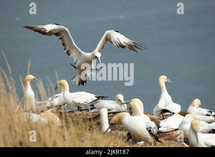 Pour les Gannets qui atterrissent dans une colonie de nidification dense peut nécessiter des manœuvres difficiles pour éviter un pic aigu d'un voisin. Banque D'Images