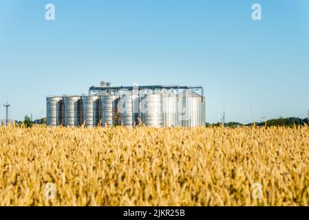 Système de silos de stockage de grain, champ de blé doré sous un ciel bleu clair d'été. Banque D'Images