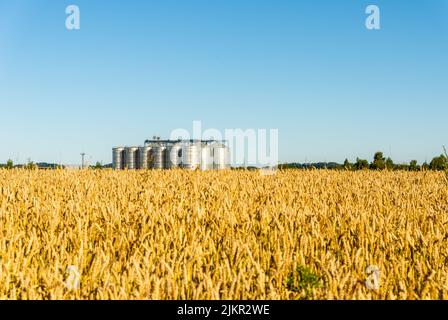 Système de silos de stockage de grain, champ de blé doré sous un ciel bleu clair d'été. Banque D'Images